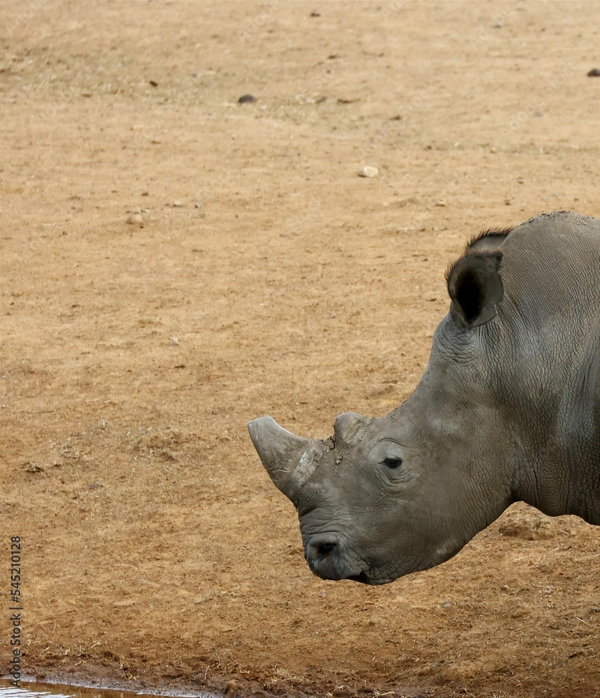 Vertical portrait of a rhino in Mpumalanga South Africa Vertical portrait of a rhino in Mpumalanga South Africa