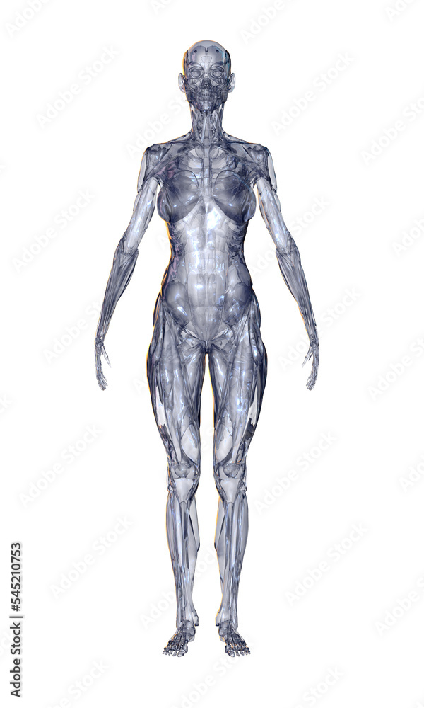 3d rendered illustration of a body 3d rendered illustration of a body