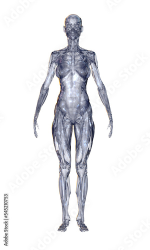 3d rendered illustration of a body