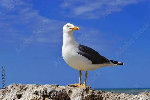 Mittelmeermöwe (Larus michahellis), Essaouira, Marokko, Afrika