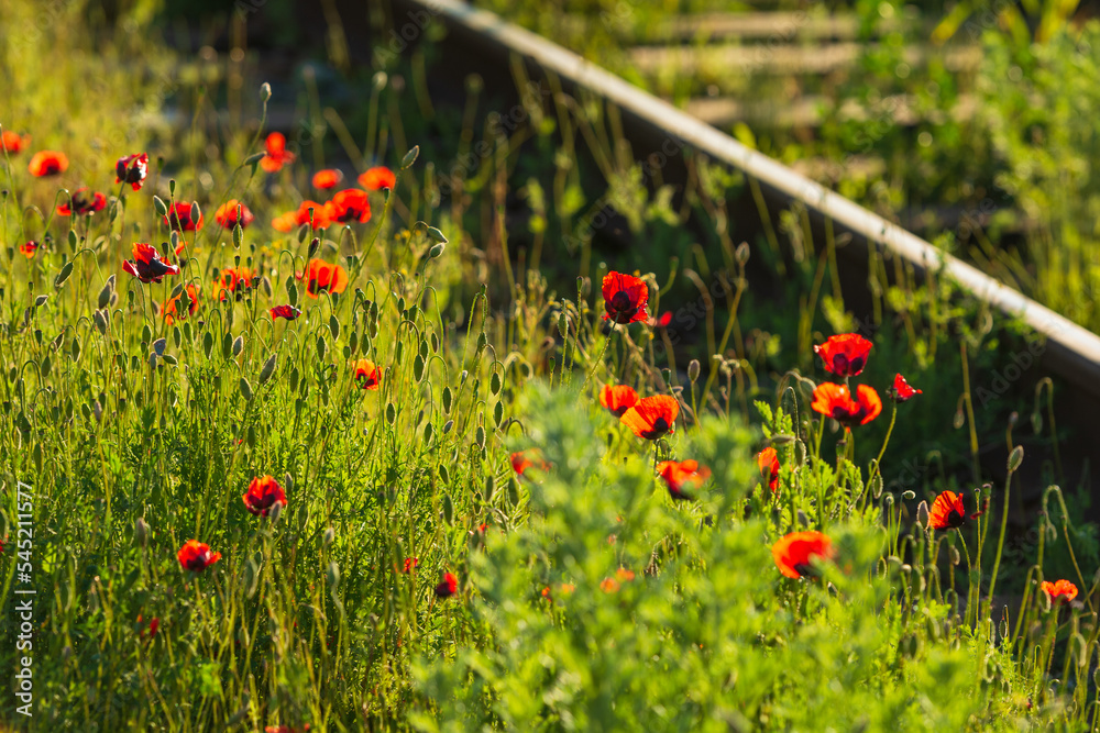 Fototapeta premium Wild poppies growing near the railroad tracks
