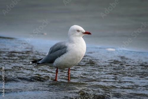 White seagull standing on wet ground and looking side