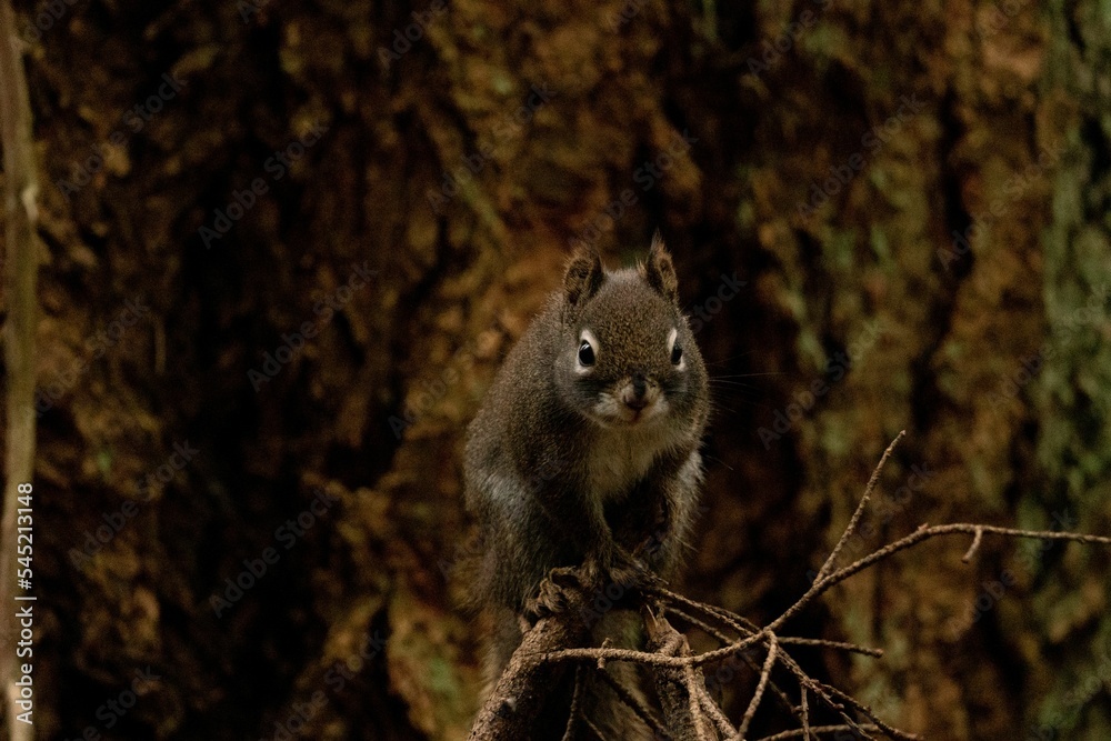 Obraz premium Mount Graham red squirrel on a tree branch against a blurred background