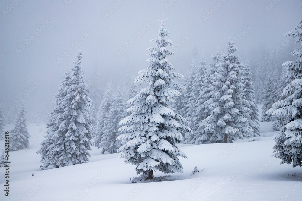 Naklejka premium magical frozen winter landscape with snow covered fir trees