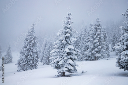 magical frozen winter landscape with snow covered fir trees © Melinda Nagy