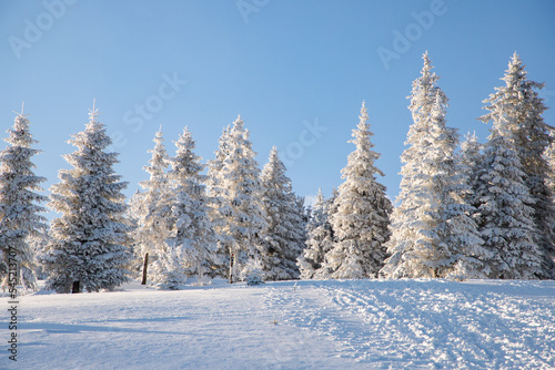 amazing winter landscape with snowy fir trees in the mountains