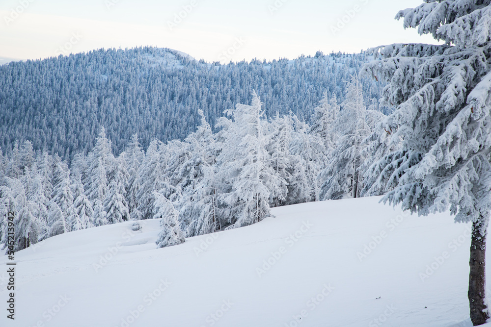 amazing winter landscape with snowy fir trees in the mountains