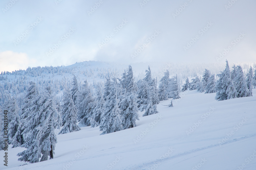 amazing winter landscape with snowy fir trees in the mountains amazing winter landscape with snowy fir trees in the mountains