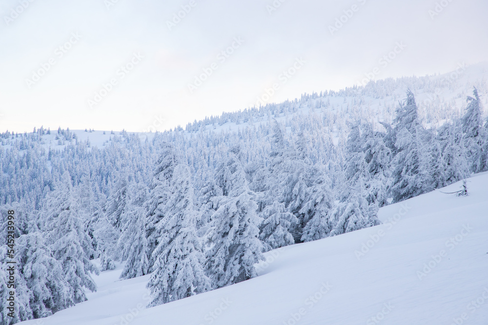 amazing winter landscape with snowy fir trees in the mountains amazing winter landscape with snowy fir trees in the mountains