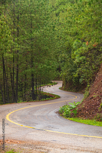 curve in rural road through a beautiful forest