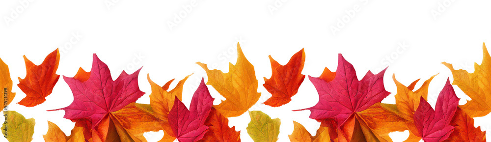 Autumn seamless transparent background with long horizontal border made of falling autumn golden, red and orange colored leaves isolated on transparent background. Hello autumn png - obrazy, fototapety, plakaty 