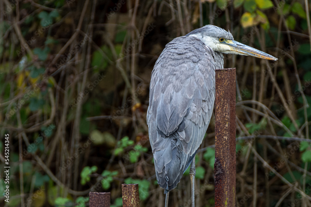 Fototapeta premium Gray heron (Ardea cinerea), close up portrait of head, big wading bird standing in the water, details of his gray feathers and long beak, scene form wild nature ,