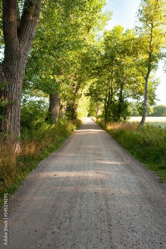 Fototapeta Naklejka Na Ścianę i Meble -  Vertical shot of an offroad path surrounded by trees and vegetation