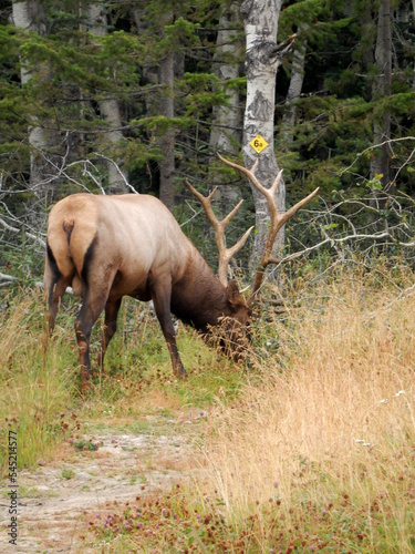 Mature Elk © Angela