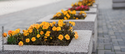 yellow flowers in flower beds on the sidewalk in the city