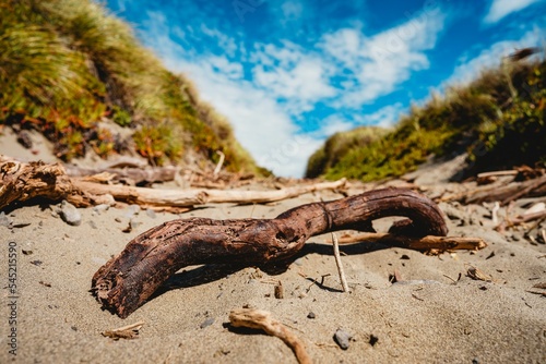 Closeup shot of a broken wooden branch on the sand on the beach in Christchurch, New Zealand © Igor Kondler/Wirestock Creators