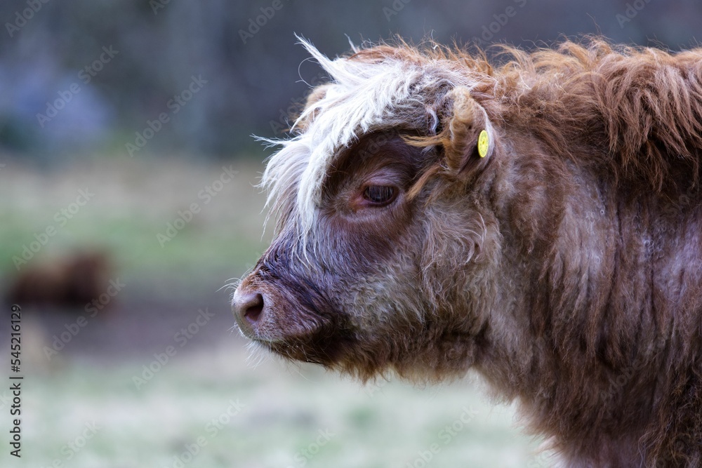 Closeup shot of a brown highland cattle Closeup shot of a brown highland cattle