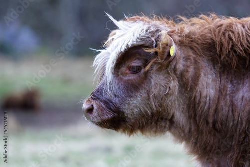 Closeup shot of a brown highland cattle