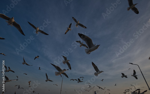 Seagull herd silhouette is flying in a sunset sky