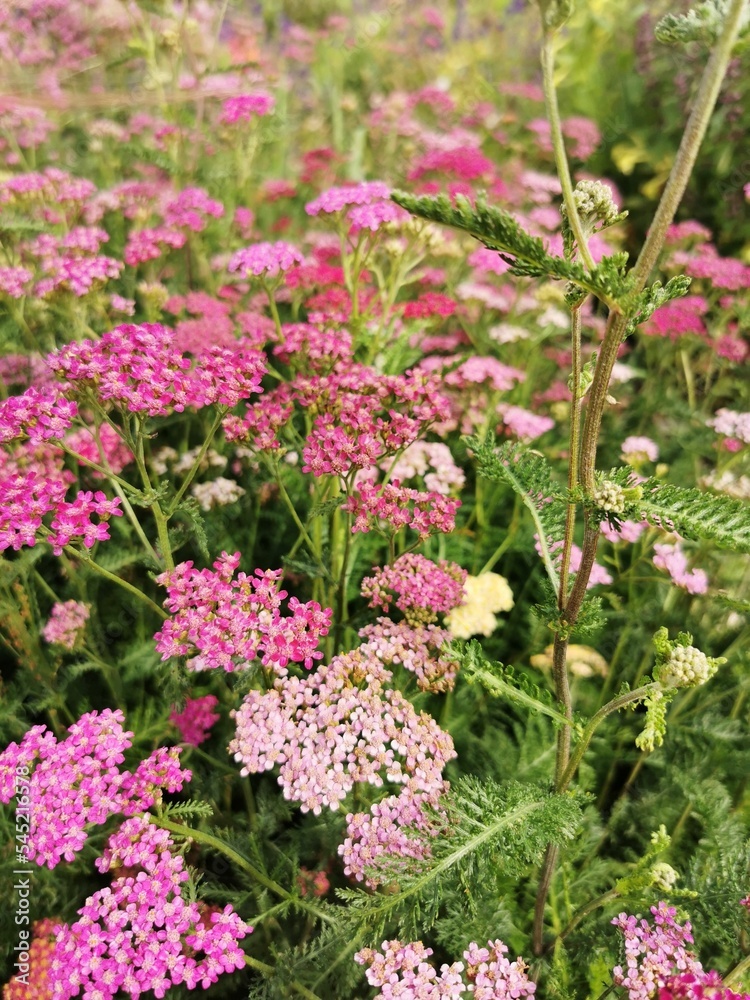 Pink and purple Yarrow flowers in lush green meadow - floral wallpaper Pink and purple Yarrow flowers in lush green meadow - floral wallpaper