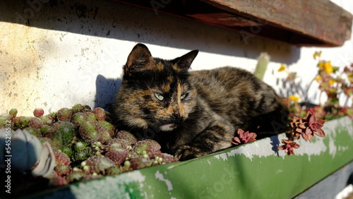 Gato carey en el jardín, encima de las plantas en primavera