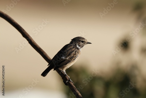 European stonechat bird perched on a tree branch against a natural blurry background.