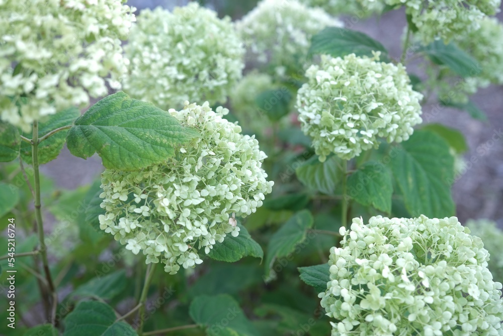 Greenish-white Smooth hydrangea flowers with green leaves in the garden Greenish-white Smooth hydrangea flowers with green leaves in the garden