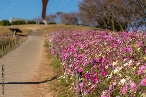 Wallpaper Mural path in the park Torontodigital.ca