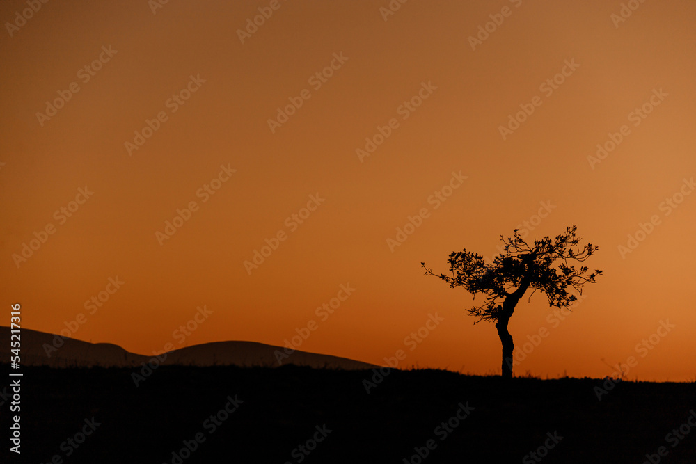 Lone lone acacia tree in silhouette against the setting sun just behind it in an open field