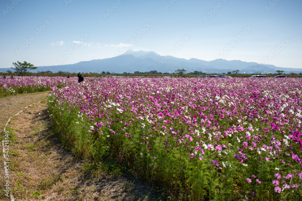 Obraz premium Pink flower field