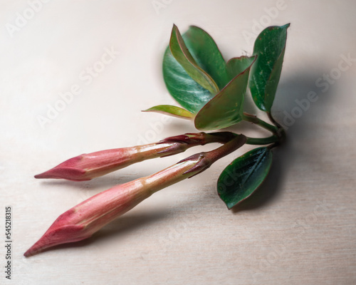 Nierozkwitnięty czerwony kwiat z zielonymi listkami na białym tle