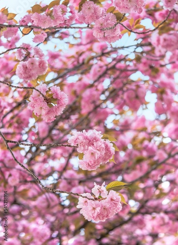 Closeup on pink japanese kanzan cherry blossoms branches in the Asukayama park of Tokyo. © Kuremo Kuremo/Wirestock Creators