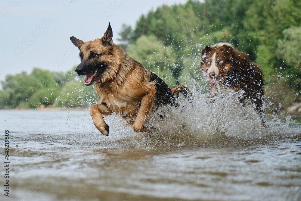 Australian and German Shepherd have fun on river on sunny hot summer day. Active and energetic pets in nature. Two dogs playing catch up running in water. Spray flying in different directions. Australian and German Shepherd have fun on river on sunny hot summer day. Active and energetic pets in nature. Two dogs playing catch up running in water. Spray flying in different directions.