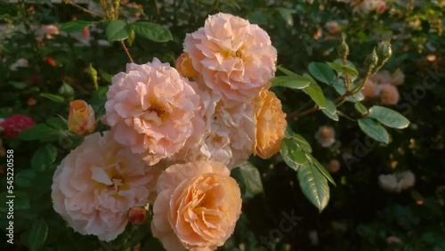 Beautiful bouquet of yellow roses in the rose garden.