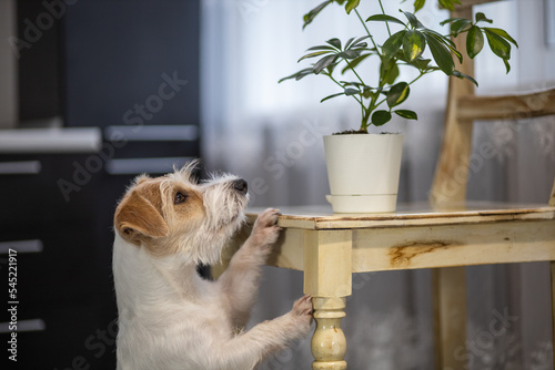 Canvastavla Curious Jack Russell Terrier reaches for a potted plant on a chair