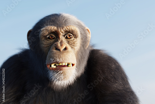 Chimpanzee monkey portrait