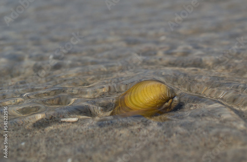 River shells on the sand. River shells lying on the sandy beach.