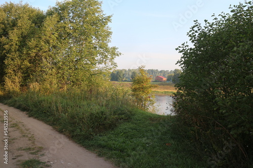branchy tree on the bank of the river in the summer in the village