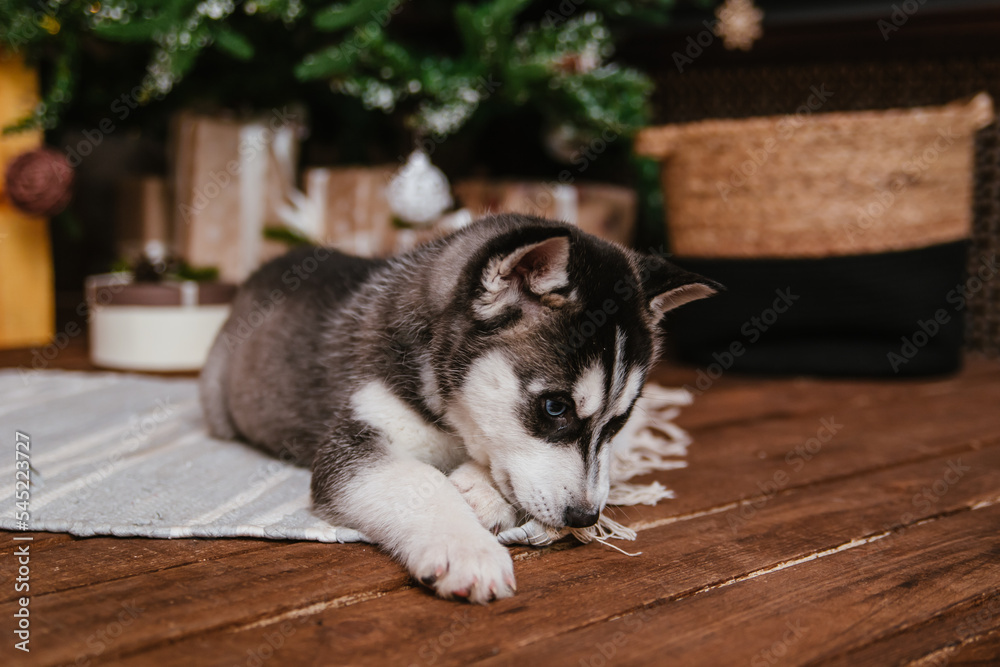 A black and white husky puppy sits on a carpet near a Christmas tree and gnaws on a bone.