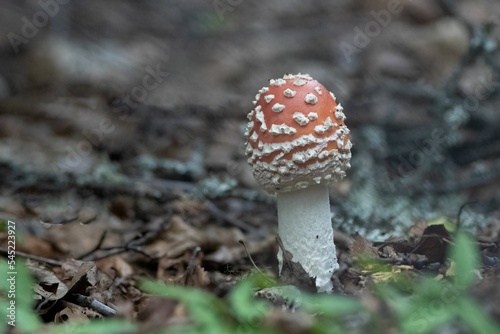 Closeup shot of the poisonous Fly agaric fungus with a red cap and white spots