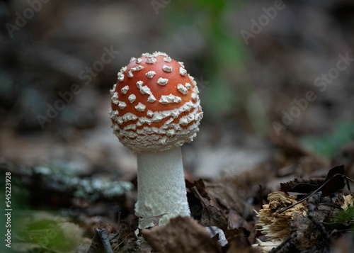 Closeup shot of a poisonous fungus with a red cap and white spots on an isolated background