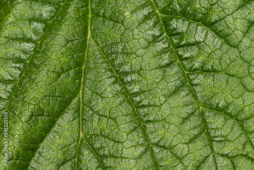 Green leaf of plant, macro picture from above.