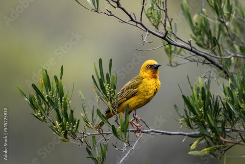 Photos Closeup of a Cape weaver perched on a branch (Ploceus capensis)