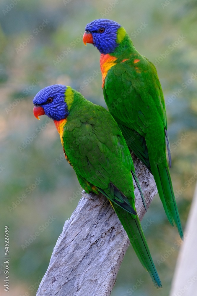 Vertical shot of a pair of exotic loriini birds perched on a tree branch together Vertical shot of a pair of exotic loriini birds perched on a tree branch together