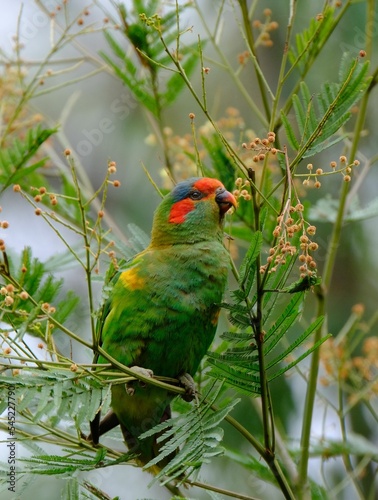 Canvas-taulu Vertical shot of a green musk lorikeet bird perched on a tree branch