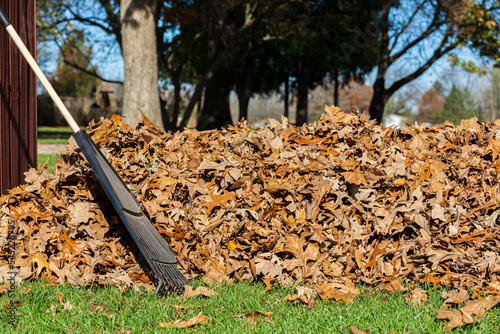 Pile of leaves and leaf rake in yard during fall. Lawncare, lawn cleaning and leaf disposal concept