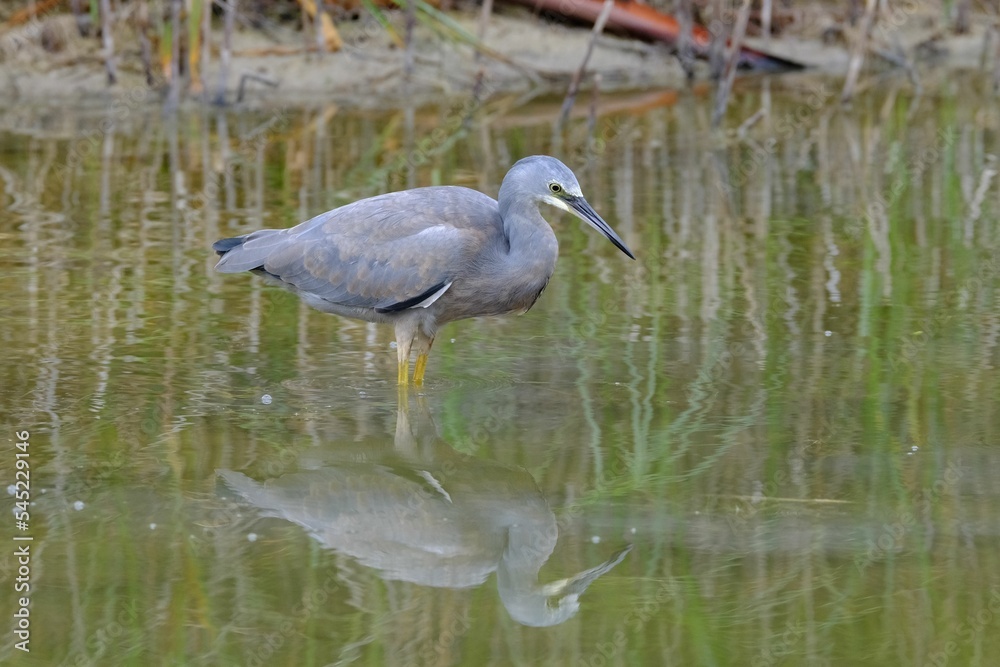 Closeup shot of a white-faced heron bird wading in a pond Closeup shot of a white-faced heron bird wading in a pond