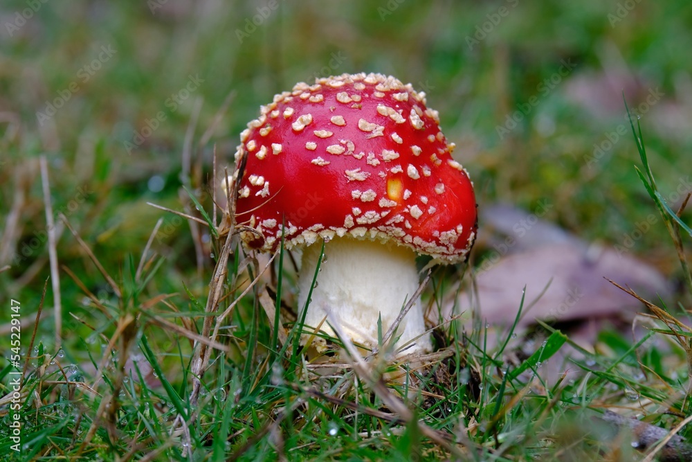 Closeup shot of a red spotted agaric fungus growing on a forest floor Closeup shot of a red spotted agaric fungus growing on a forest floor