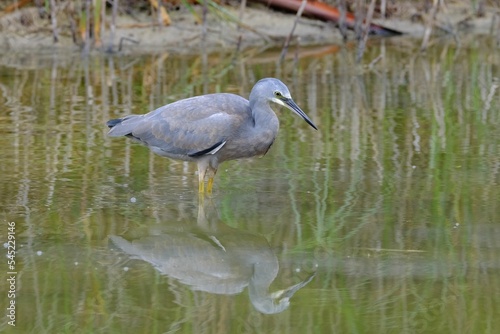 Closeup shot of a white-faced heron bird wading in a pond