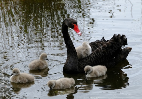 Fototapeta Naklejka Na Ścianę i Meble -  Closeup shot of a black swan with its chicks swimming in a pond